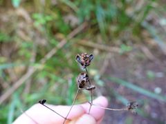 Libertia