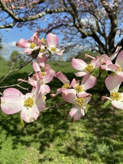 Cornus florida rubra