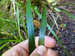 Libertia