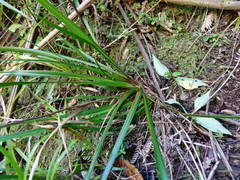 Libertia