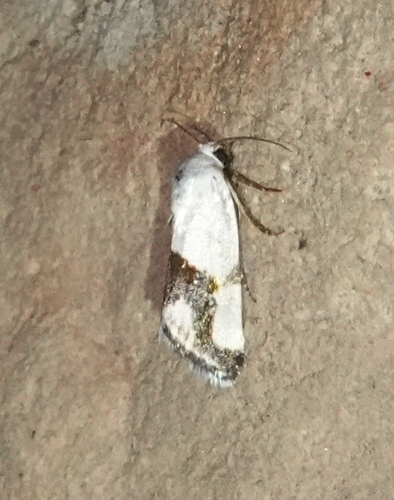 Ponometia cuta