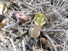 Ceropegia ampliata