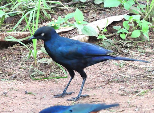 Rüppell's Starling (Lamprotornis purpuroptera), photo 4