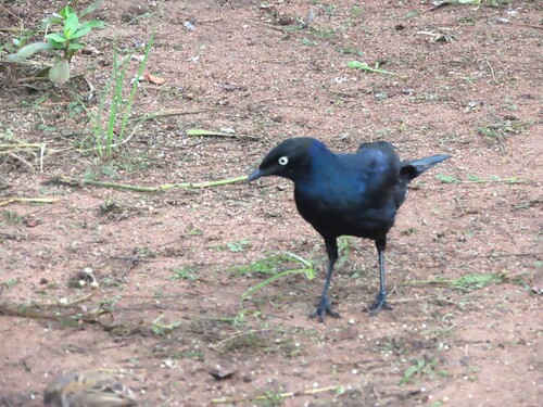 Rüppell's Starling (Lamprotornis purpuroptera), photo 3