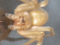 Cheiracanthium