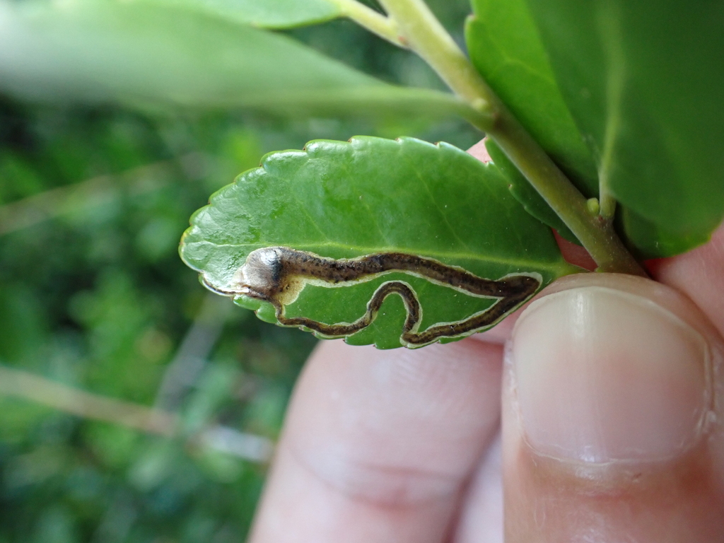 Phytomyza vomitoriae