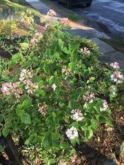 Viburnum × burkwoodii