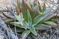Dudleya saxosa