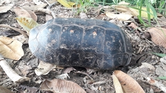 Chelonoidis carbonarius