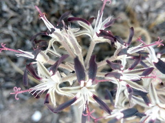 Pelargonium auritum auritum