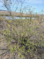 Betula fruticosa, photograph (c) Святослав Власенко, some rights reserved (CC BY)