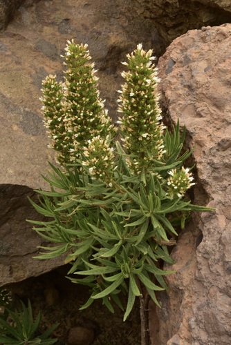 Echium onosmifolium, 2026-04-30