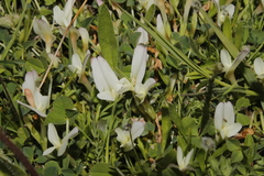 Trifolium uniflorum