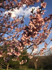 Prunus armeniaca
