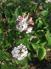 Viburnum × burkwoodii