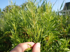 Baccharis angustifolia