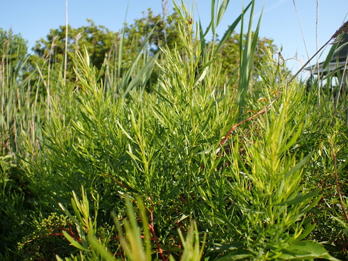 Baccharis angustifolia, photograph 1