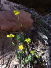 Draba zionensis