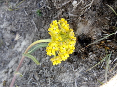 Asclepias cooperi