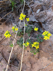 Draba zionensis