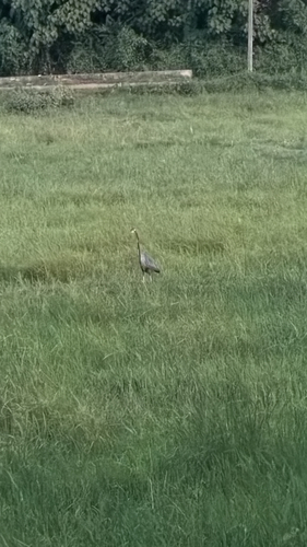 Purple Heron