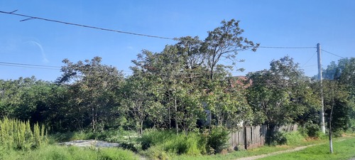 tree-of-heaven