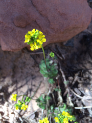 Draba zionensis