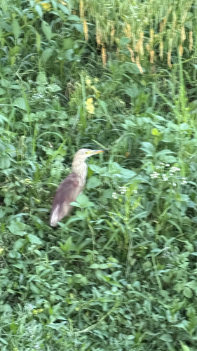 Indian Pond-Heron