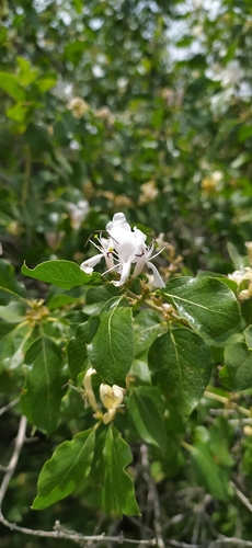 Lonicera nummulariifolia, photograph 2