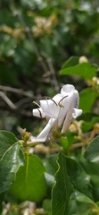 Lonicera nummulariifolia, photograph author not stated, no rights reserved