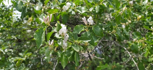 Lonicera nummulariifolia, photograph 4