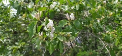 Lonicera nummulariifolia, photograph author not stated, no rights reserved