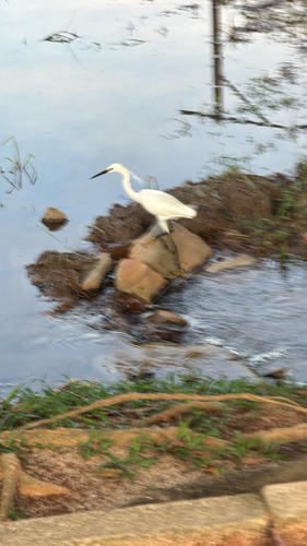 Little Egret