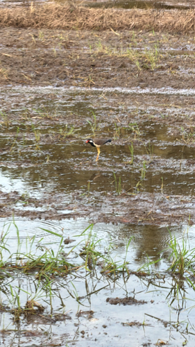 Red-wattled Lapwing