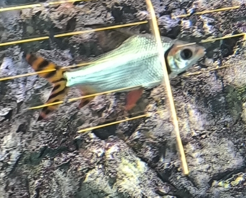 Broadhead flannelmouth (Semaprochilodus laticeps) — Prochilodontidae — 3