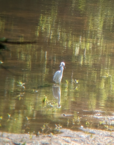 Snowy Egret