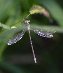 Lestes forficula