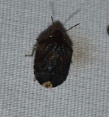 Stethaulax marmorata