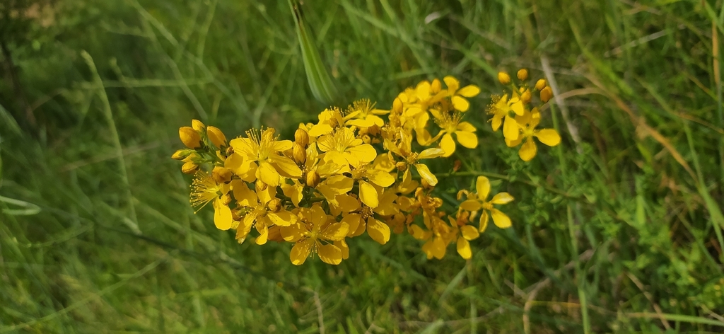 Hypericum elongatum (Hypericum elongatum)