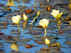 Hydrocleys nymphoides