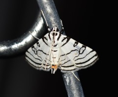 Conchylodes concinnalis