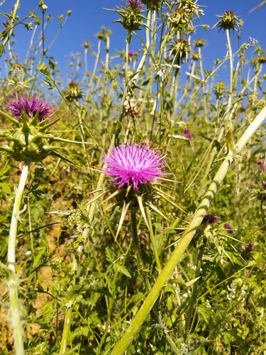 milk thistle