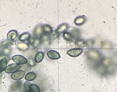 Podospora collapsa