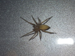 Cheiracanthium