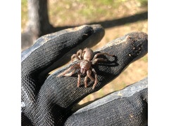 Calisoga longitarsis
