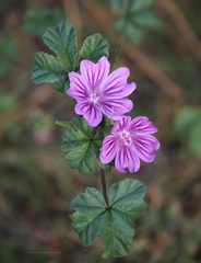 Malva sylvestris