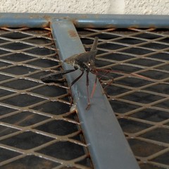 Acanthocephala declivis