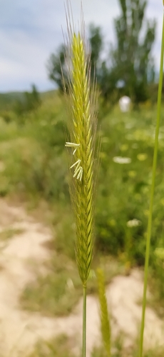 Hordeum bulbosum, photograph 6