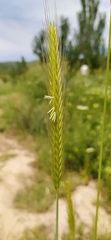 Hordeum bulbosum, photograph author not stated, no rights reserved