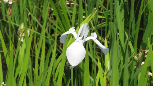 Iris laevigata, photograph 5